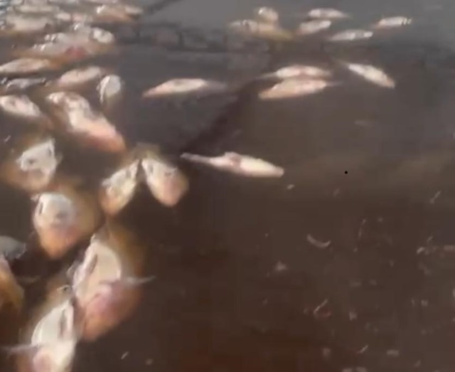 Criatório de Peixes