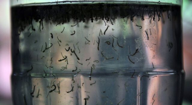 mosquito_dengue_