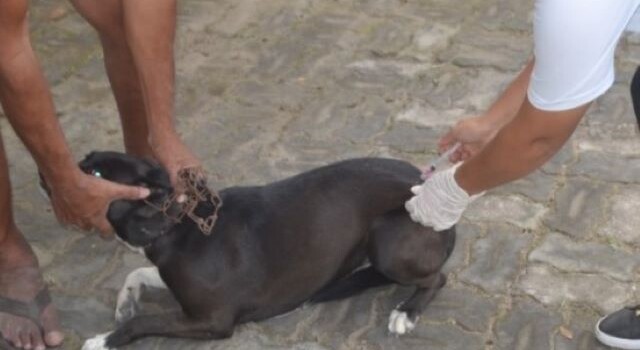 vacinação antirrabic