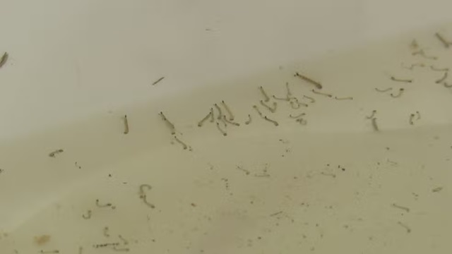 Larvas de mosquito