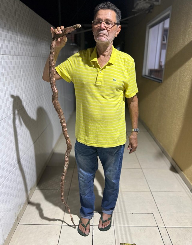 Mandioca de 1,75 cm