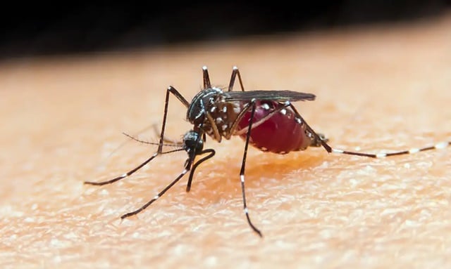 Mosquito