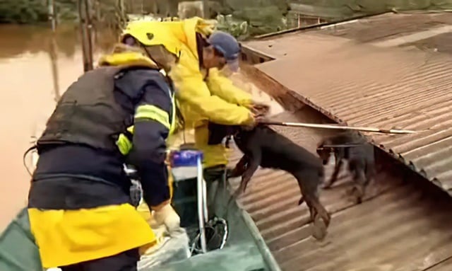 Resgate de animais
