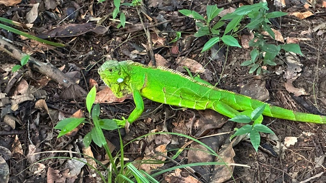 40 animais silvestres são soltos em reserva na Bahia