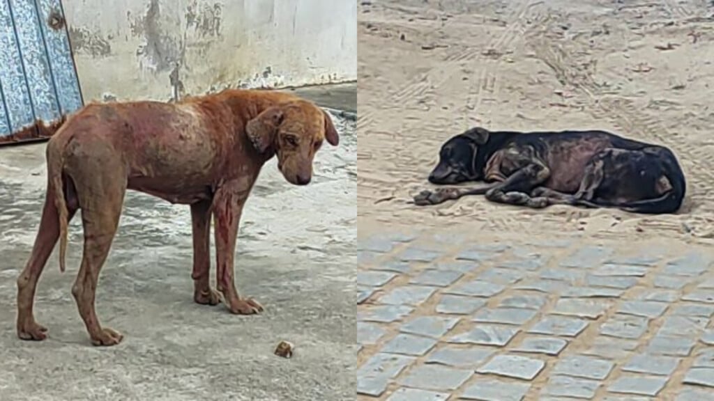 Cães abandonados no distrito de Maria Quitéria
