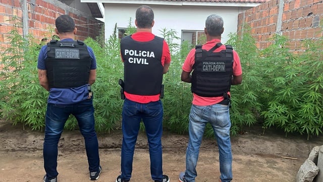 Plantação de Maconha
