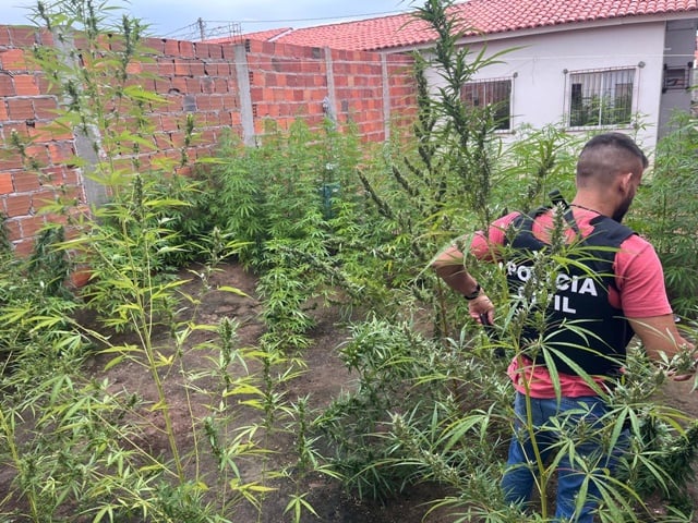 Plantação de Maconha