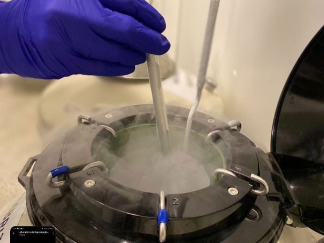 cenafert fertilização médicina