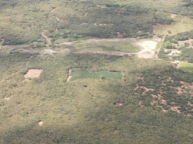 PF, PMBA e PMPE realizam erradicação de plantios de maconha