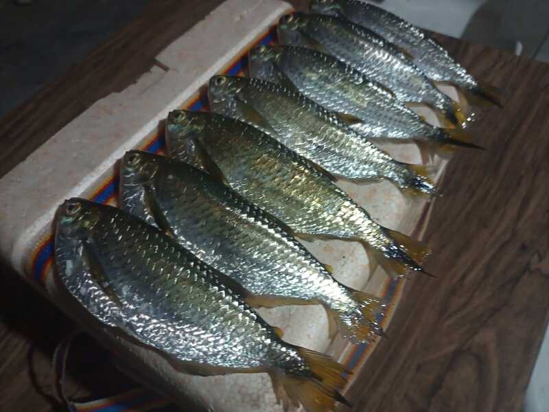 dia do pescador