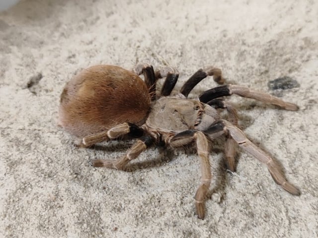 Animais peçonhentos -