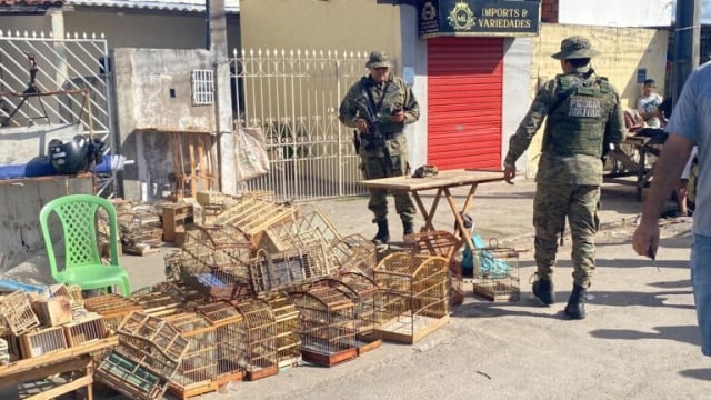 Apreensão de pássaros silvestres pela Coppa
