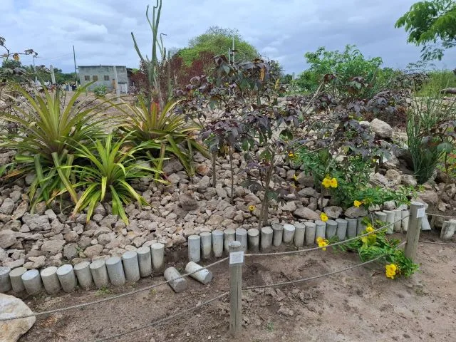 jardim