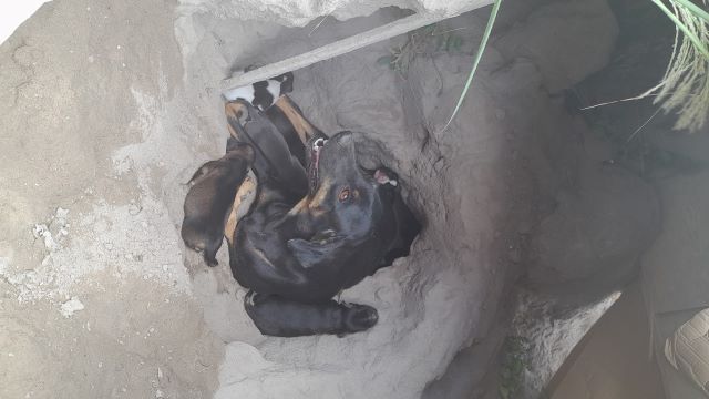cadela da a luz em buraco de areia