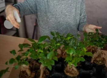plantas borrifando