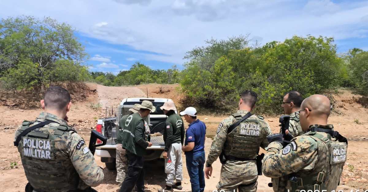 Torneio ilegal de caça de animais silvestres é desarticulado no Norte da Bahia