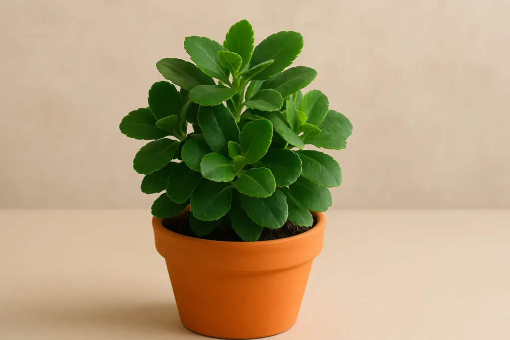 Kalanchoe sem flores Veja o que pode estar errado no cultivo