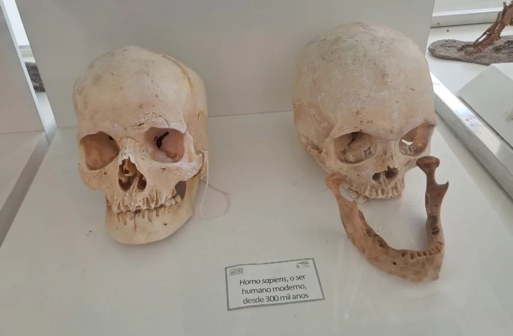 Você sabia que Feira de Santana tem um Museu de Zoologia?