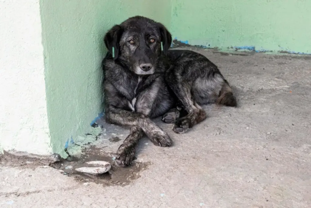 Cachorro abandonado - maus - tratos