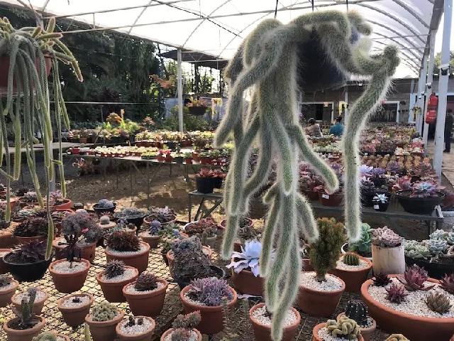 Foto: Cissa Brandão/ Minhas plantas