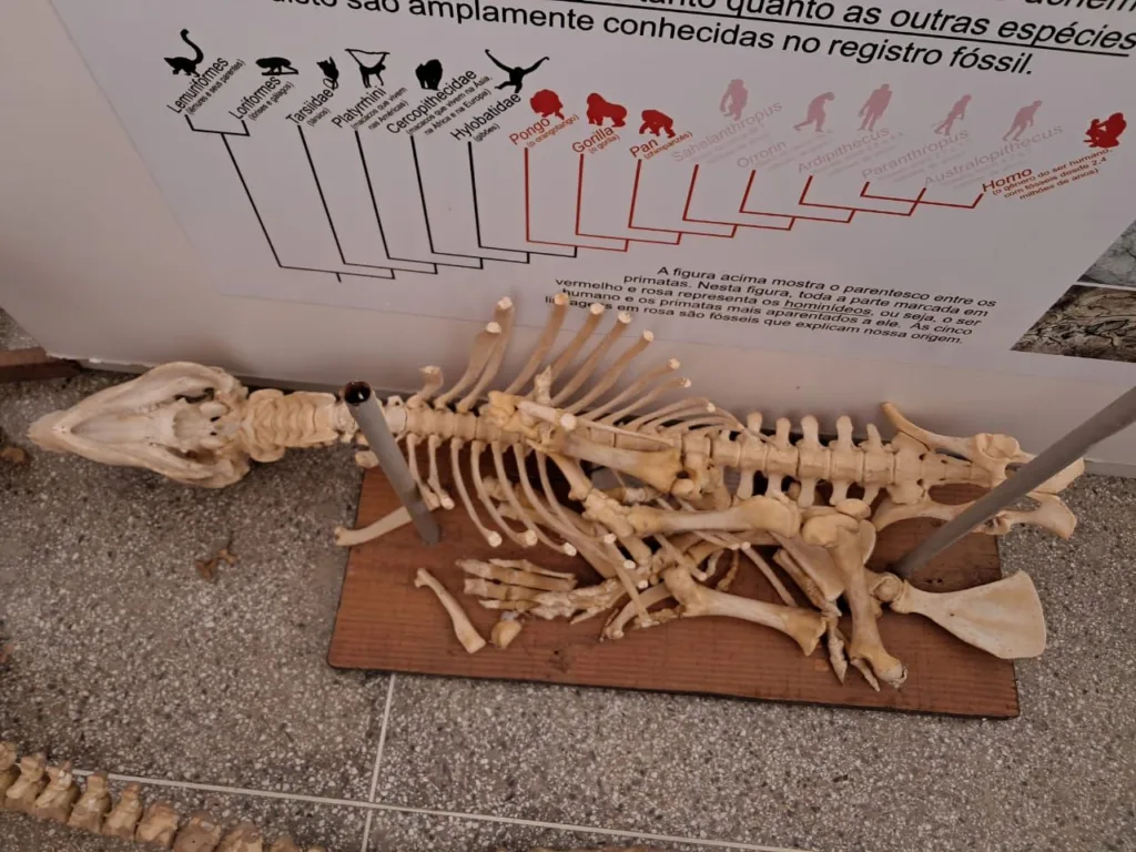 museu