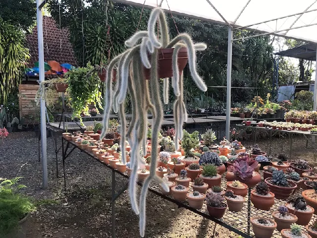 Rabo de macaco - Foto - Cissa Brandão - Minhas plantas.png