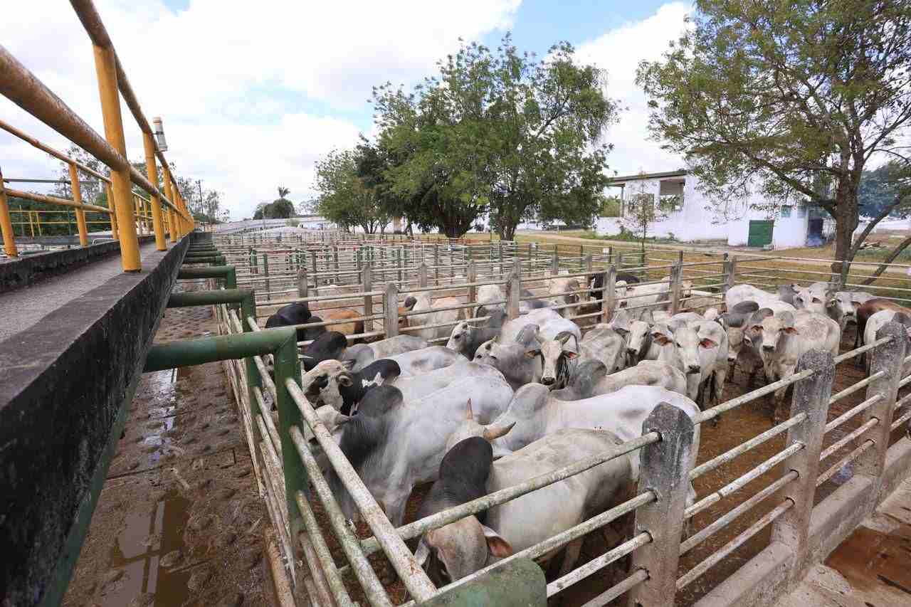 No Dia da Terra, Cooperfeira reforça compromisso com a sustentabilidade na pecuária baiana