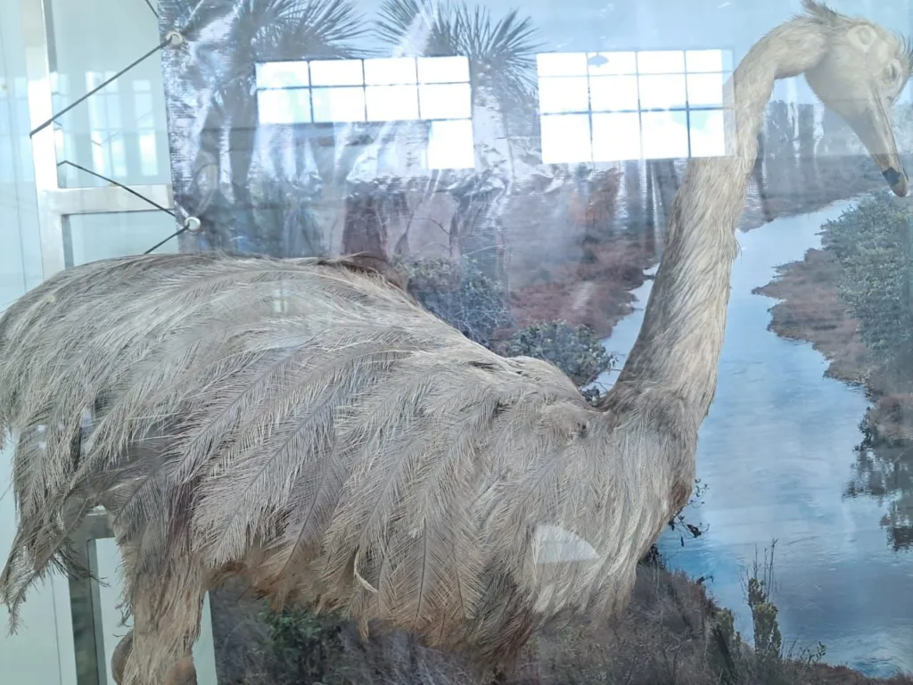 Animal empalhado