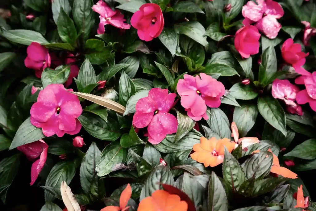 Beijo-de-Frade 8 macetes para Impatiens walleriana - Foto by Freepik