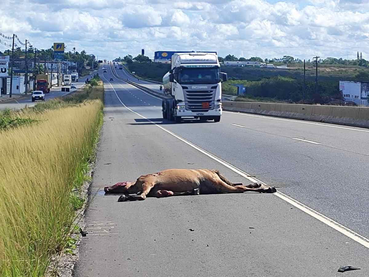 Cavalo Morto