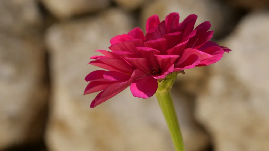 5 benefícios da zínia - Foto by Freepik