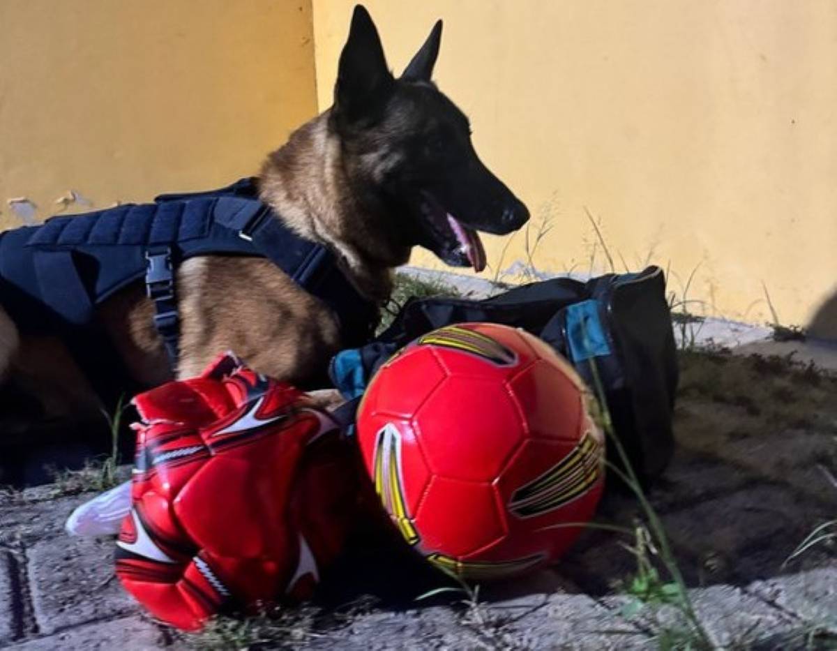 farejador da PRF, localiza drogas escondidas em bolas de futebol
