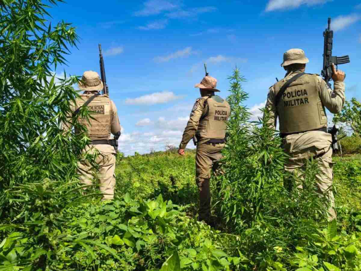 pés de maconha