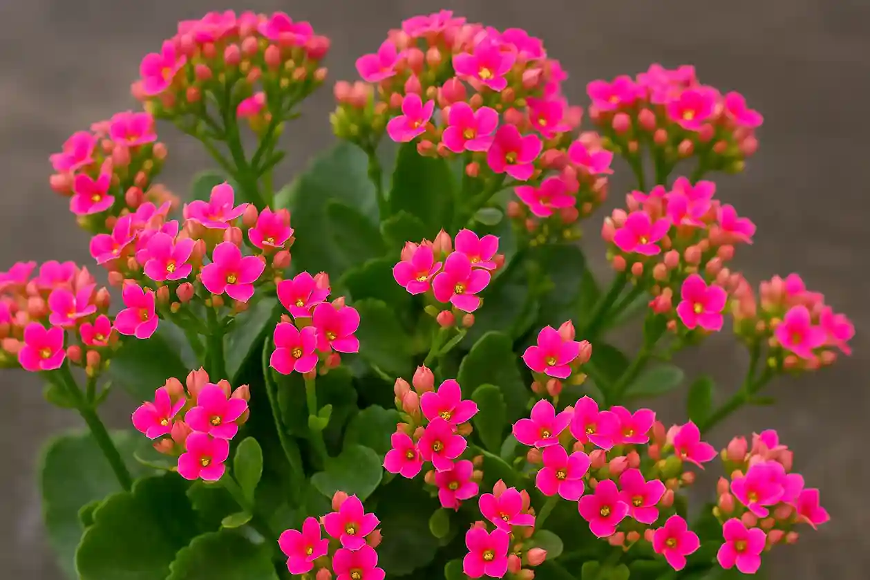 Flor-da-fortuna o ano todo 5 dicas para manter a planta sempre florida