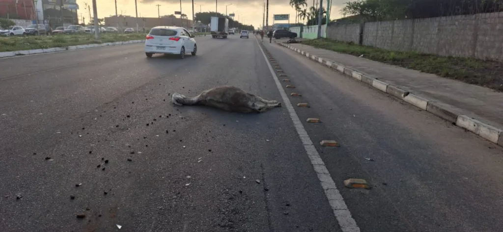 Dois animais são atropelados na Avenida Noide Cerqueira em Feira de Santana