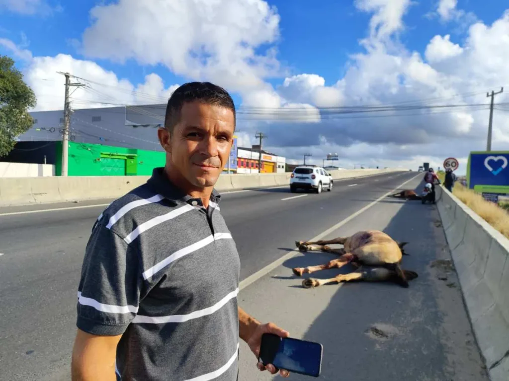 Mais dois animais foram mortos vítimas de atropelamento em Feira de Santana