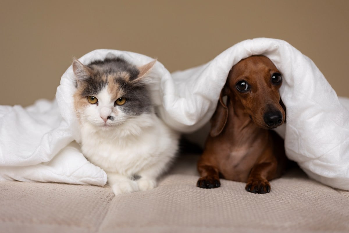 Cuidados com cães e gatos no São João
