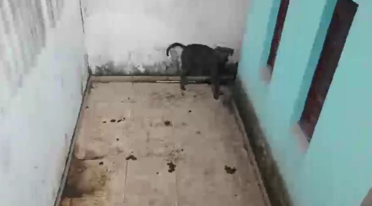 Maus-tratos a animais