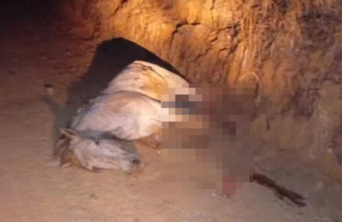 Caso de cavalo mutilado em São Paulo gera revolta na internet