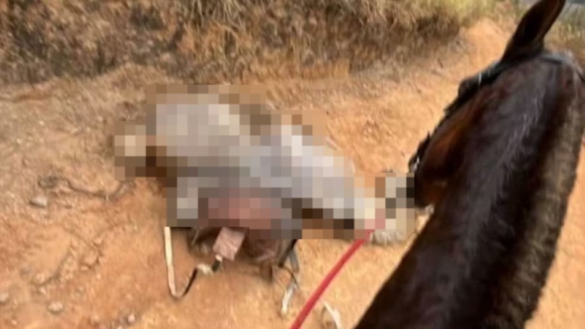 Caso de cavalo mutilado em São Paulo gera revolta na internet