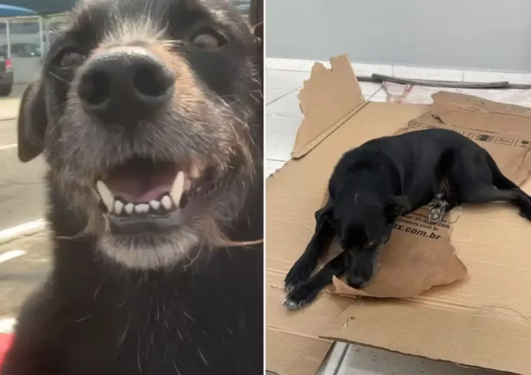 cachorro herói reage a tentativa de assalto