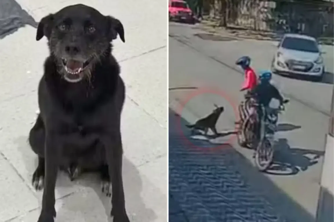 cachorro herói reage a tentativa de assalto