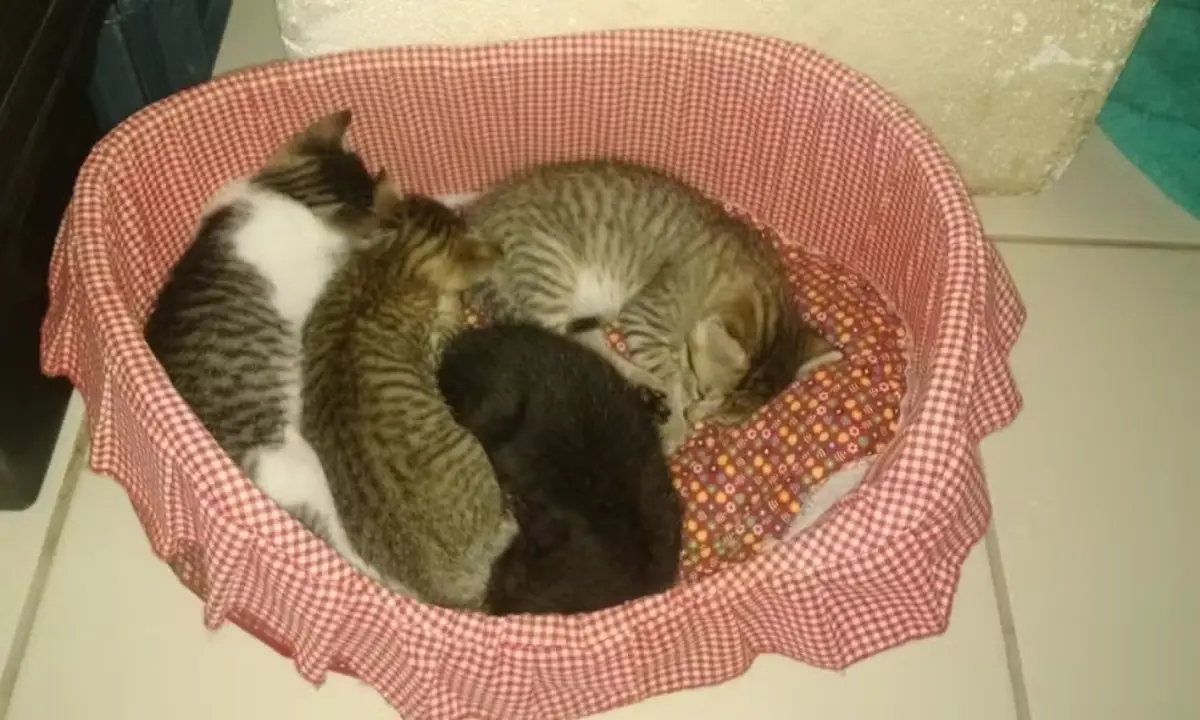 Conheça a história da gatinha que virou mascote de delegacia em Feira de Santana