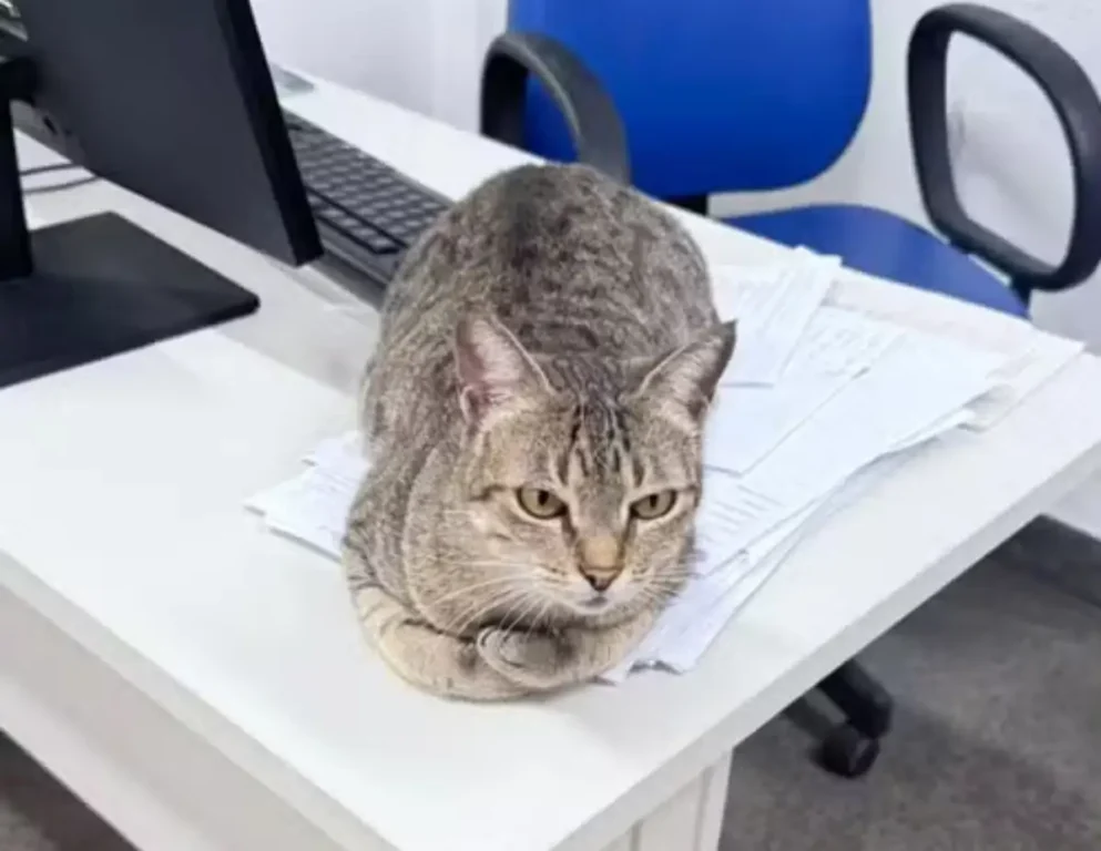 Conheça a história da gatinha que virou mascote de delegacia em Feira de Santana