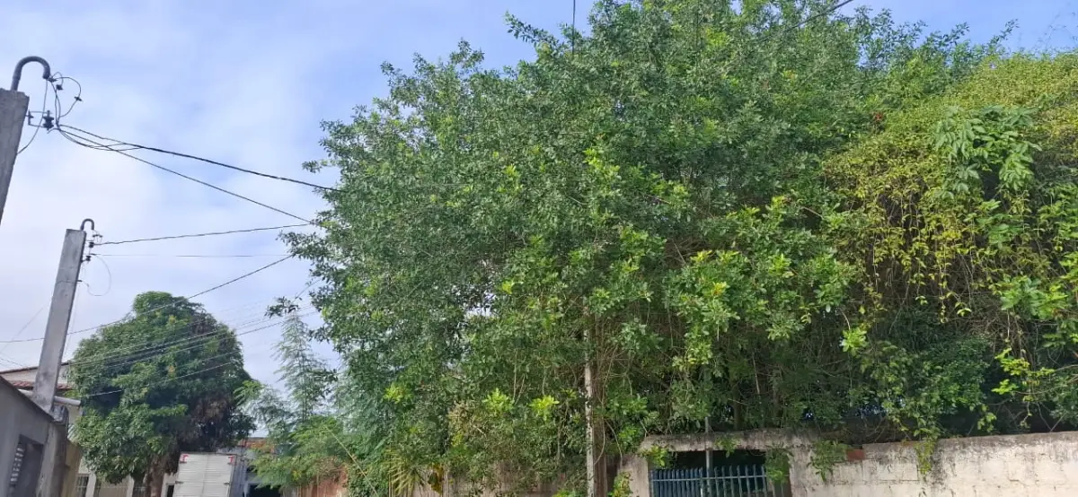 Rua Vazante - falta de poda de árvore