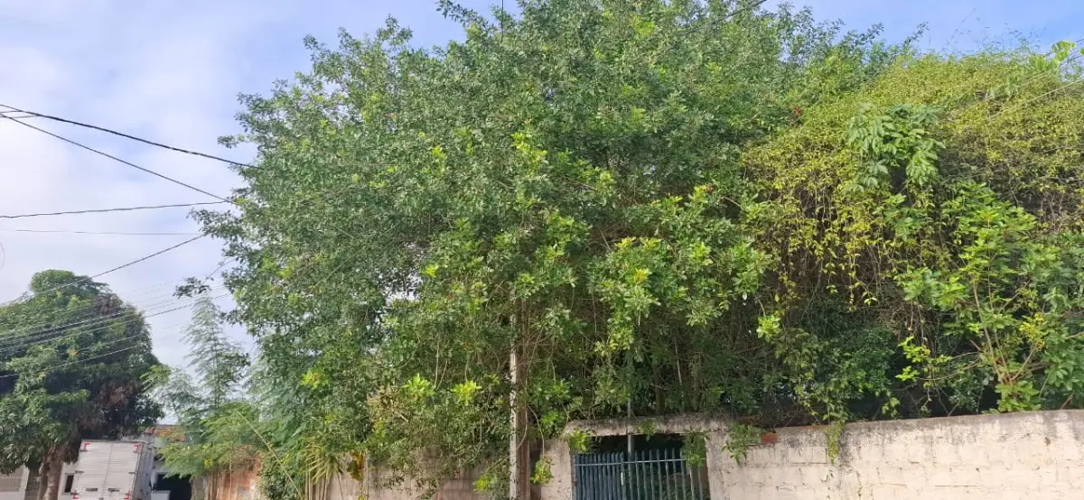 Rua Vazante - falta de poda de árvore