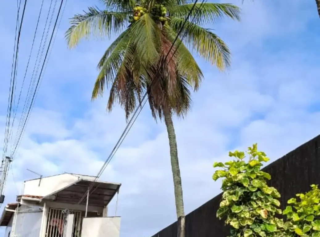 Rua Vazante - falta de poda de árvore