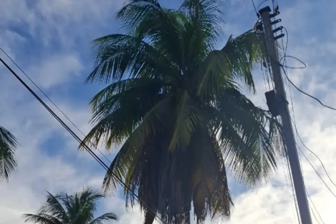 Rua Vazante - falta de poda de árvore