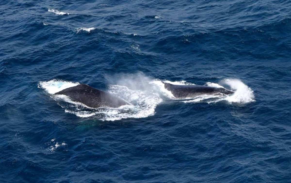 Avistamento de jubartes movimenta turismo na Bahia