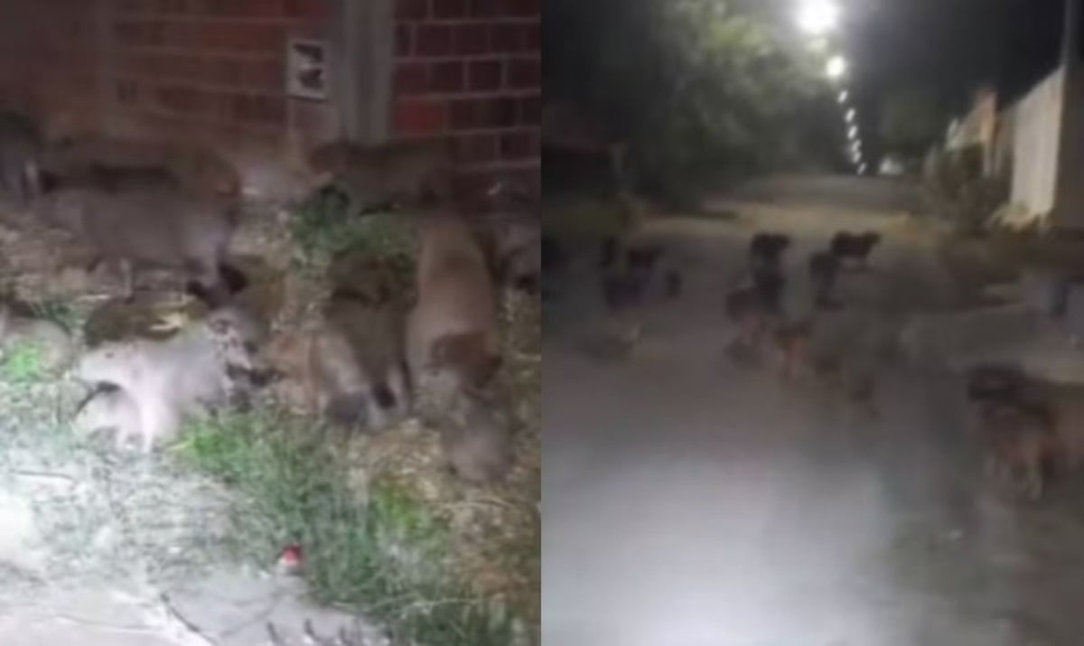 Grupo de capivaras é flagrado em passeio noturno em Guanambi